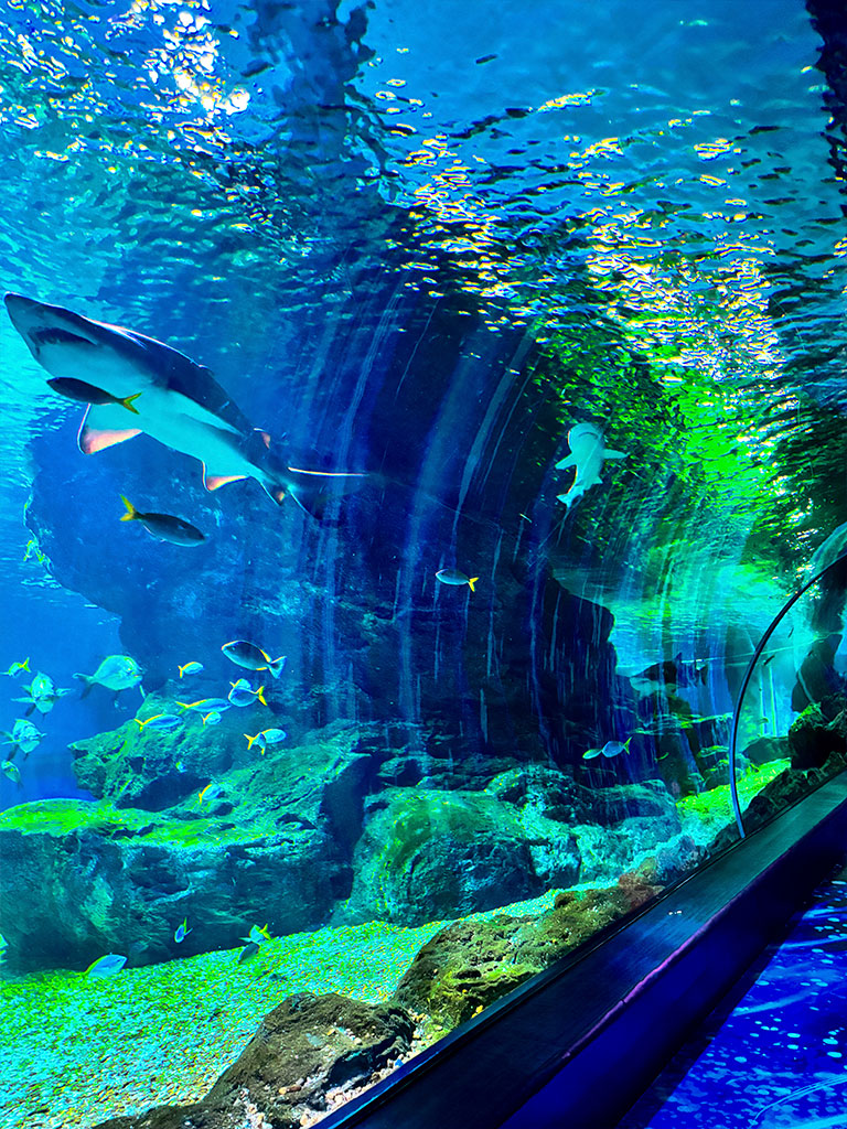 Notre séjour en famille à Bangkok - Sea Life Bangkok à Siam Paragon