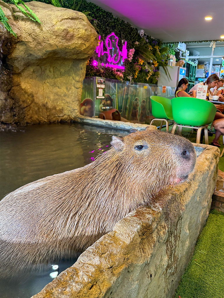 Notre séjour en famille à Koh Samui - le Capybara Coffee